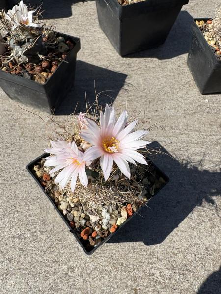 Turbinicarpus pseudomacrochele